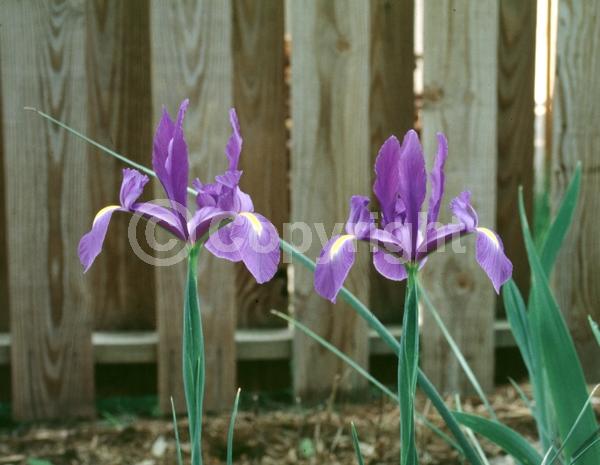 Yellow blooms; Blue blooms; White blooms
