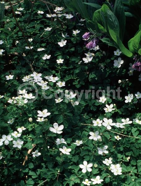 White blooms; North American Native