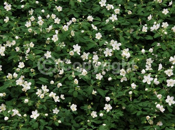 White blooms; North American Native