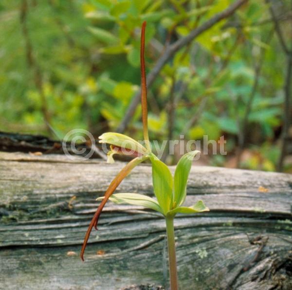 Green blooms; Deciduous; Broadleaf