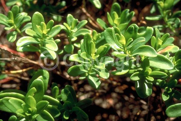 Green blooms; Evergreen; Needles or needle-like leaf; North American Native
