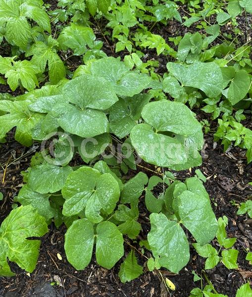 White blooms; North American Native