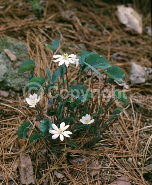 White blooms; North American Native