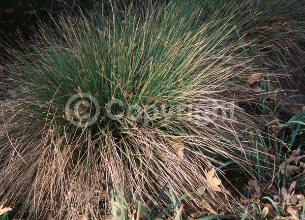 Green blooms; Evergreen; North American Native