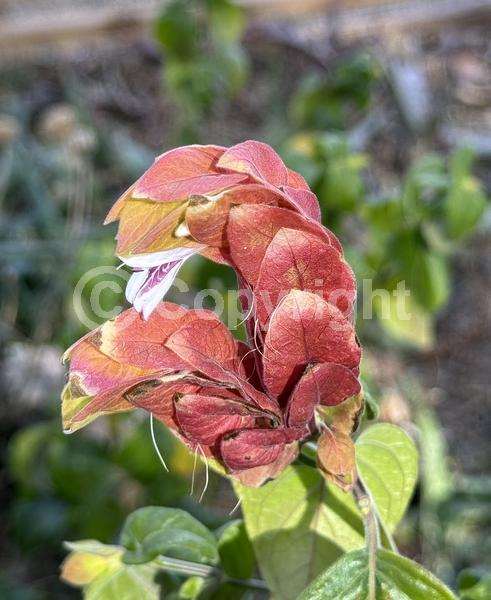 White blooms; Evergreen; Needles or needle-like leaf; North American Native