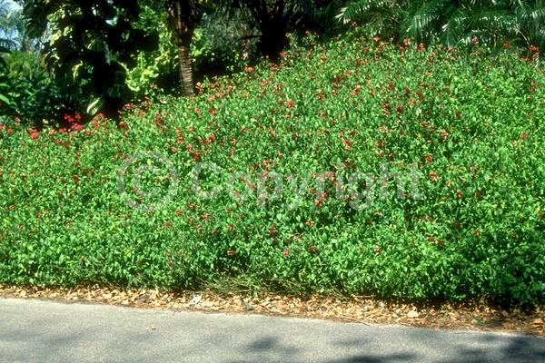 White blooms; Evergreen; Needles or needle-like leaf; North American Native