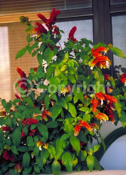 White blooms; Evergreen; Needles or needle-like leaf; North American Native