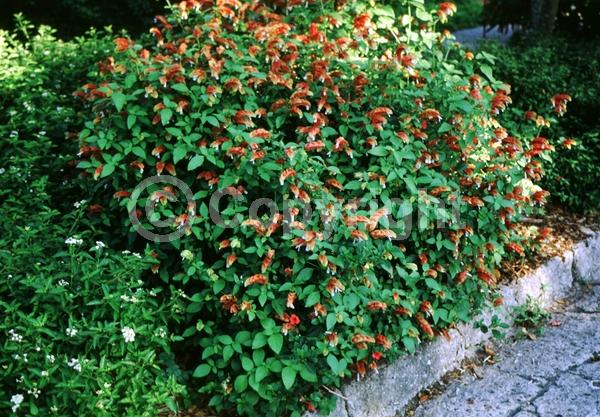 White blooms; Evergreen; Needles or needle-like leaf; North American Native