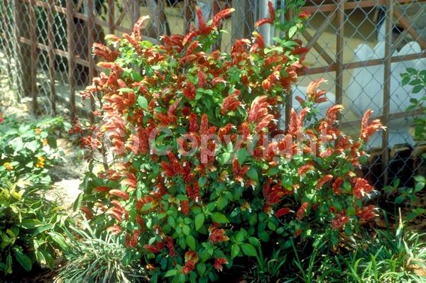 White blooms; Evergreen; Needles or needle-like leaf; North American Native