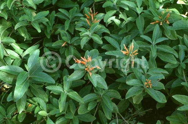 Orange blooms; Evergreen; Needles or needle-like leaf
