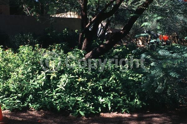 Orange blooms; Evergreen; Needles or needle-like leaf