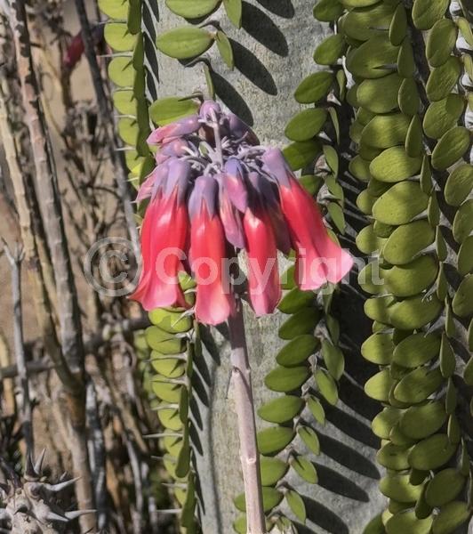 Red blooms; Orange blooms; Purple blooms; Evergreen; Needles or needle-like leaf