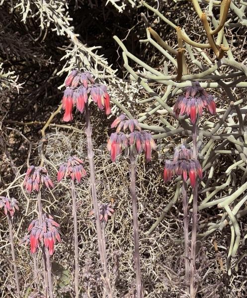 Red blooms; Orange blooms; Purple blooms; Evergreen; Needles or needle-like leaf