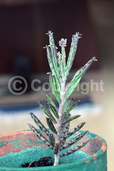 Red blooms; Orange blooms; Purple blooms; Evergreen; Needles or needle-like leaf