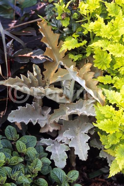 Yellow blooms; Green blooms