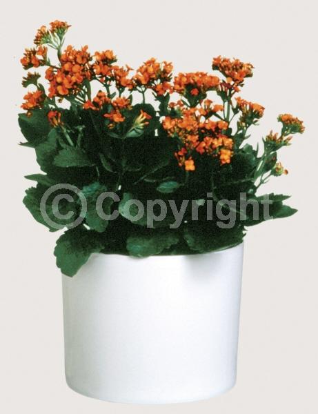 Red blooms; Orange blooms; Yellow blooms; White blooms; Pink blooms