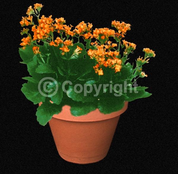 Red blooms; Orange blooms; Yellow blooms; White blooms; Pink blooms