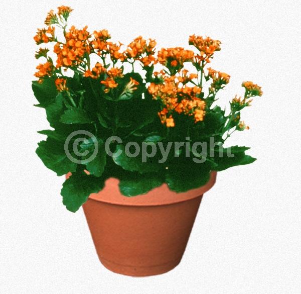 Red blooms; Orange blooms; Yellow blooms; White blooms; Pink blooms