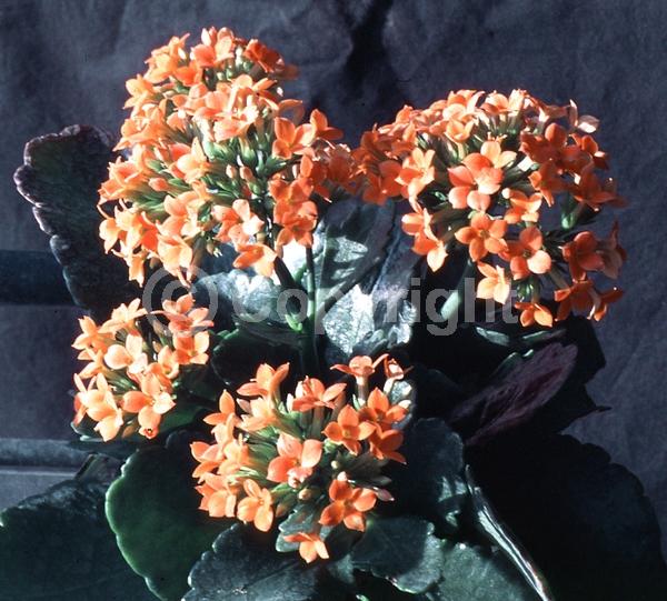 Red blooms; Orange blooms; Yellow blooms; White blooms; Pink blooms