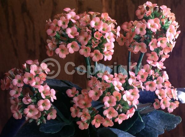 Red blooms; Orange blooms; Yellow blooms; White blooms; Pink blooms