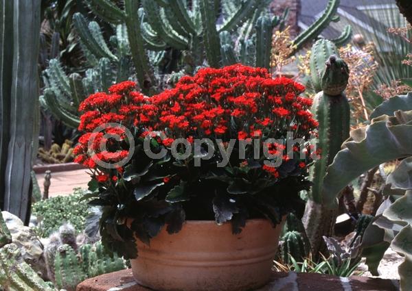 Red blooms; Orange blooms; Yellow blooms; White blooms; Pink blooms