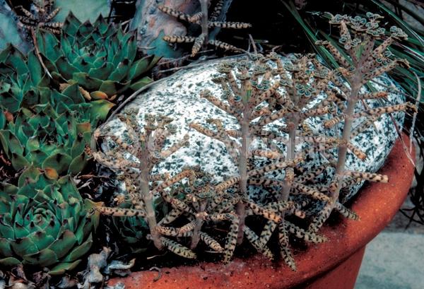 Red blooms; Orange blooms; Purple blooms; Evergreen; Needles or needle-like leaf