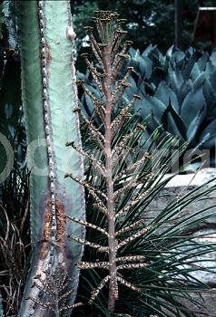 Red blooms; Orange blooms; Purple blooms; Evergreen; Needles or needle-like leaf