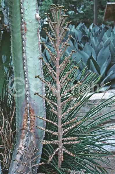 Red blooms; Orange blooms; Purple blooms; Evergreen; Needles or needle-like leaf
