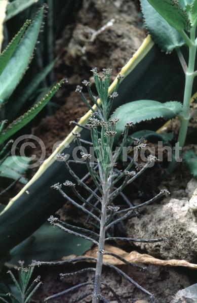 Red blooms; Orange blooms; Purple blooms; Evergreen; Needles or needle-like leaf