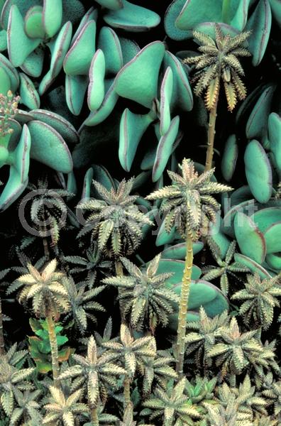 Red blooms; Orange blooms; Purple blooms; Evergreen; Needles or needle-like leaf