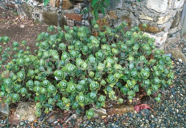 Red blooms; Yellow blooms; Green blooms