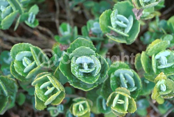 Red blooms; Yellow blooms; Green blooms