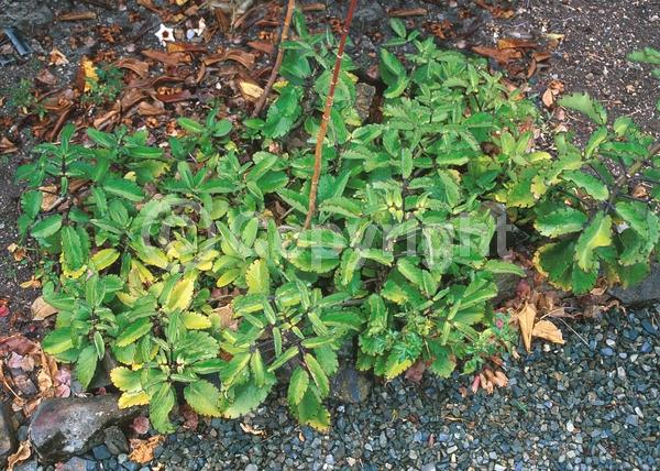 Red blooms; Green blooms