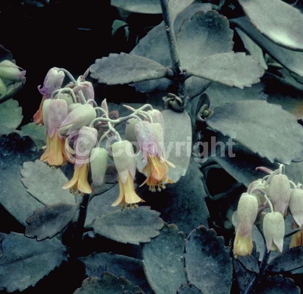 Yellow blooms; Evergreen; Needles or needle-like leaf