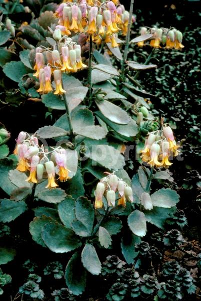 Yellow blooms; Evergreen; Needles or needle-like leaf