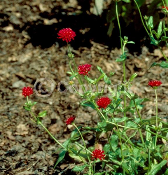 Red blooms; Purple blooms; Deciduous