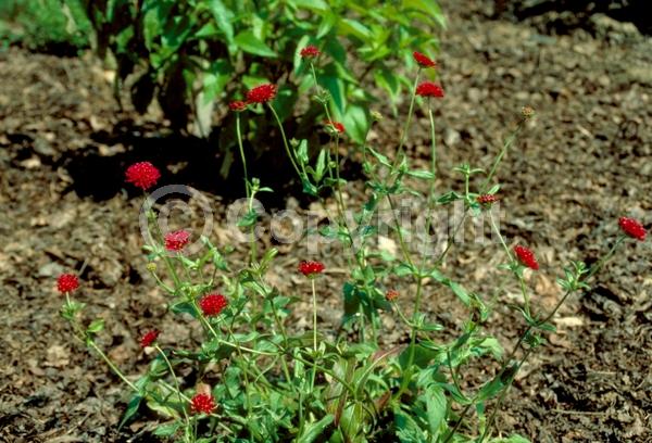 Red blooms; Purple blooms; Deciduous