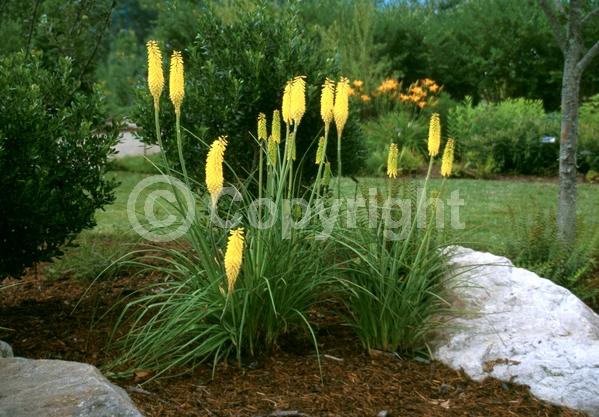 Yellow blooms; Deciduous