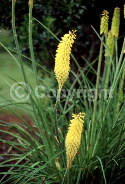 Yellow blooms; Deciduous