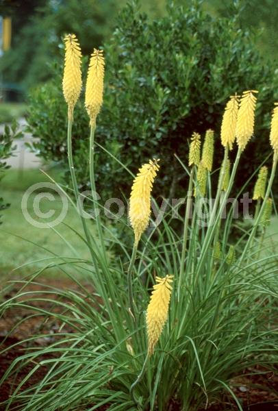 Yellow blooms; Deciduous