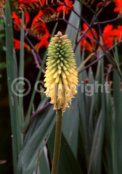 Yellow blooms; Deciduous