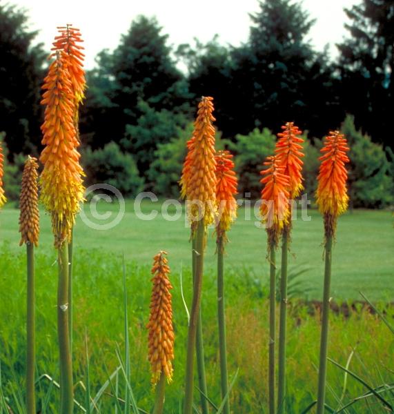 Red blooms; Orange blooms; Yellow blooms; Deciduous