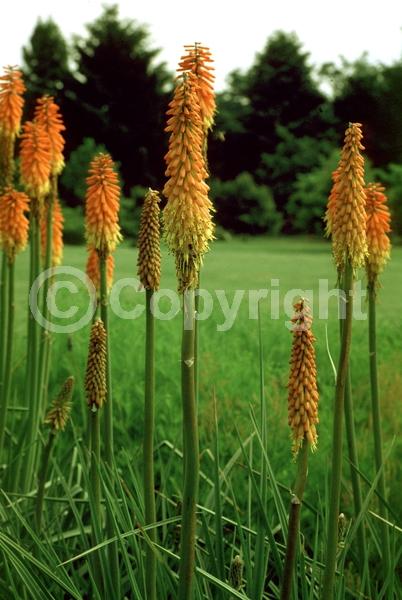 Red blooms; Orange blooms; Yellow blooms; Deciduous