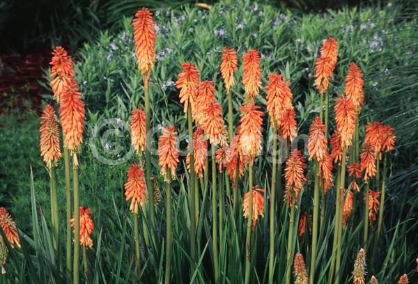 Red blooms; Orange blooms; Yellow blooms; Deciduous