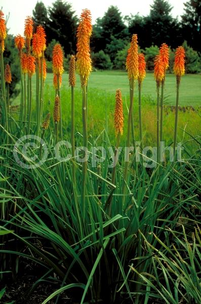 Red blooms; Orange blooms; Yellow blooms; Deciduous