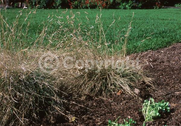 White blooms; Evergreen