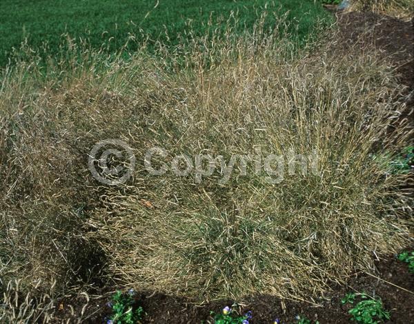White blooms; Evergreen