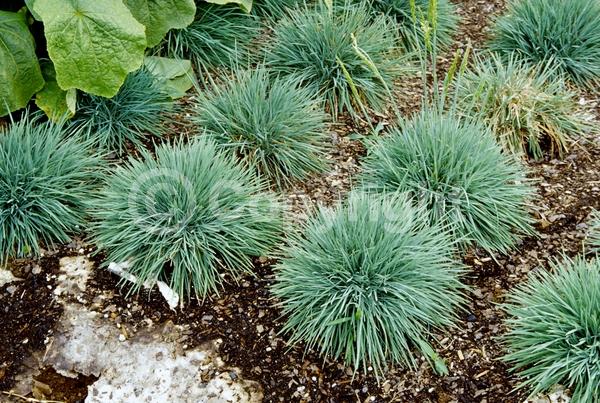 Brown blooms; Evergreen