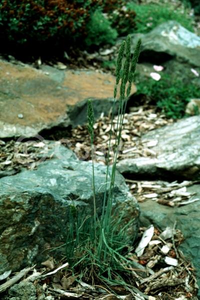 Brown blooms; Evergreen