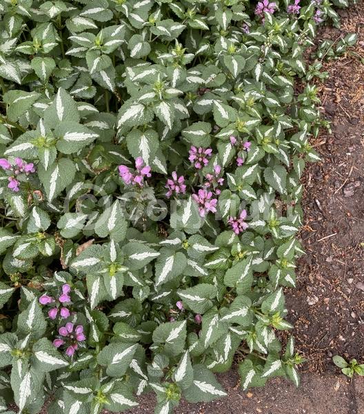 Pink blooms; Semi-evergreen